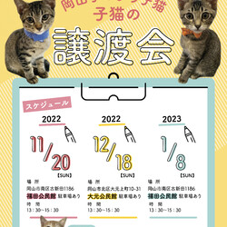 岡山手のひら子猫　譲渡会