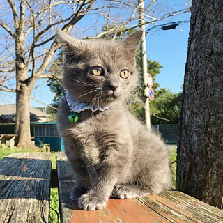 グレーのクマのようなモフモフ子猫がめちゃ甘えん坊！