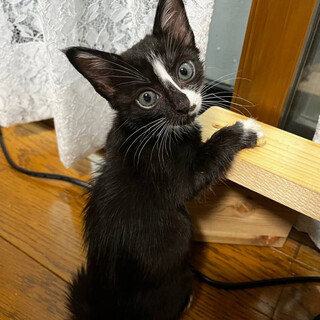 マイペースなおっとりちゃん「ゆかた」