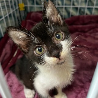 きゅるんとしたお目目で甘えん坊ちゃん「こもん」