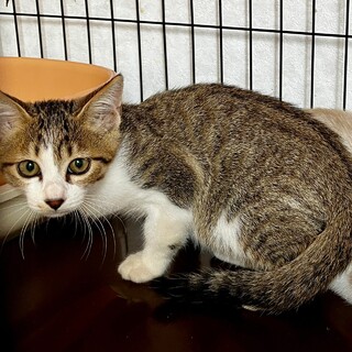 キリッとイケメンな「チャーリーくん」