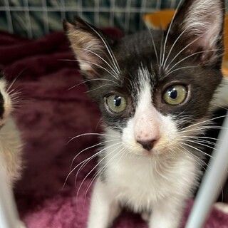 イケメン甘えん坊くん「つむぎ」