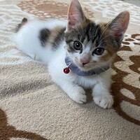 ブルー