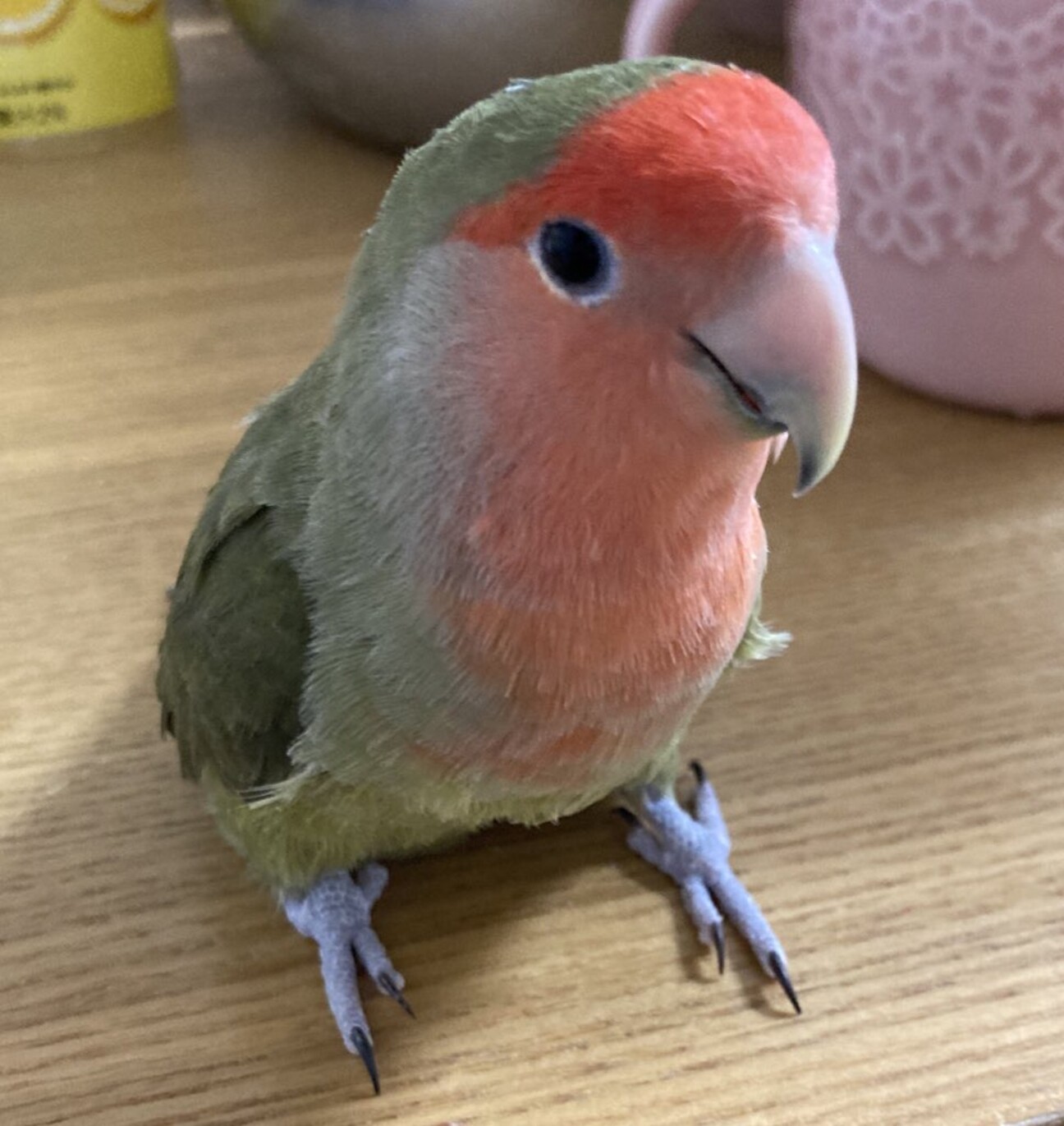 コザクラインコ メス 千葉県 鳥の里親募集 ペットのおうち 月間利用者150万人 コザクラインコ メス 千葉県 鳥の里親募集 ペットのおうち 月間利用者150万人