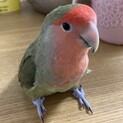 コザクラインコ　メス