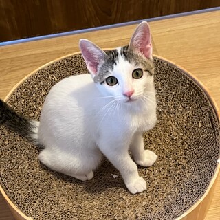 べったり甘えっ子ミトちゃん