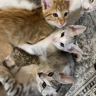 【里親決定】仲良しアメショミックス4兄弟（3ヶ月）