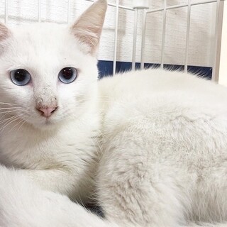 イケにゃん　白猫くん