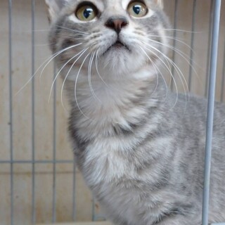 グレー縞が珍しい美少年猫」東京都 - 猫の里親募集(436387) 1枚目の