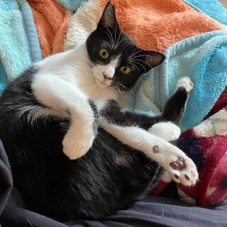 『募集停止』甘えさせてくれるお家募集中！アーサー君