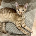 すらっとした可愛い茶トラ　たらちゃん