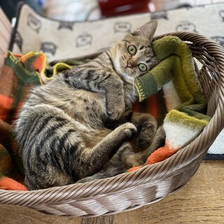 保護子猫くん（再掲）