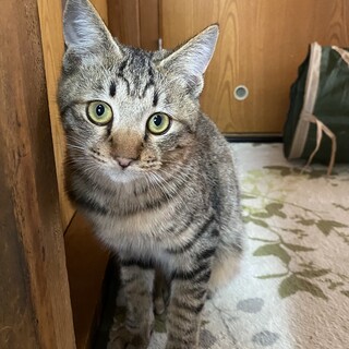 保護子猫くん（再掲）