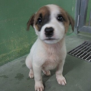 トライアルにはいりました生後２月半　飛鳥くん