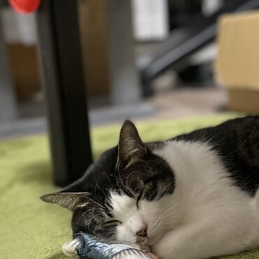 魚を枕に