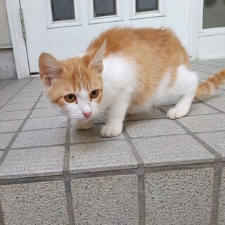 茶トラの子猫の里親様を募集しております。