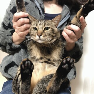 人間大好き甘えん坊❤️キジトラかいくん