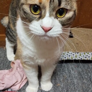 マイペースなミケ、しらたまちゃん