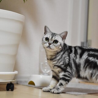 ナツメグちゃん