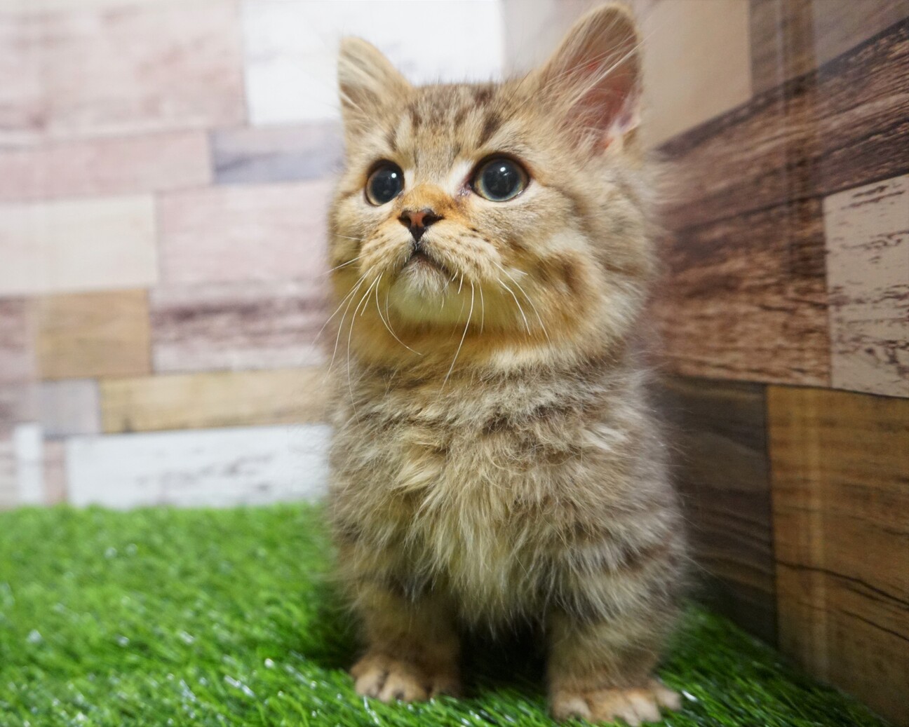 エキゾチックショートヘア 大阪府 猫の里親募集 ペットのおうち 月間利用者150万人