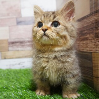 エキゾチックショートヘア　可愛い男の子♪