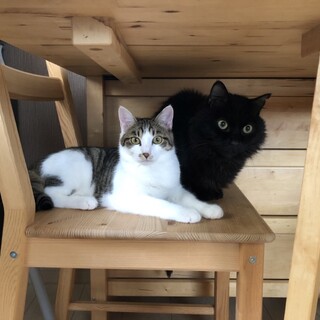 他猫が好き❤でも気が弱い美男キジ白６ヶ月♂