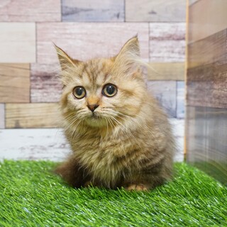 ペルシャ　可愛い女の子♪