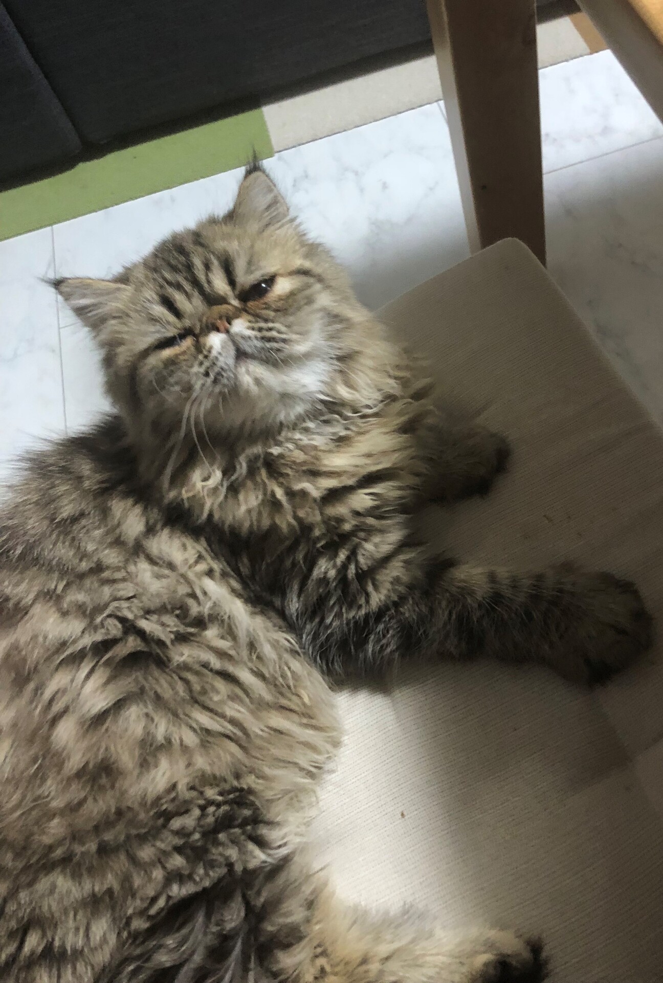 エキゾチック とっても可」大阪府 - 猫の里親募集(436426