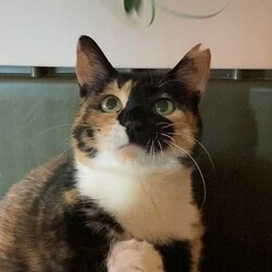 保護猫譲渡会　多摩市 サムネイル2