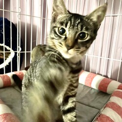 保護猫譲渡会　多摩市 サムネイル3