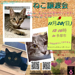 保護猫譲渡会　多摩市