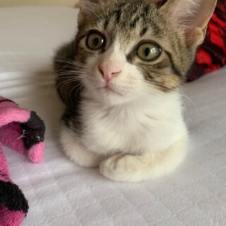 大きなお目々の可愛いキジ白くん(^^)