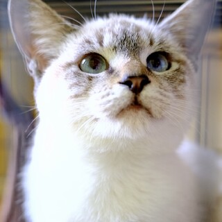 ちゃいまい♡家族ができました