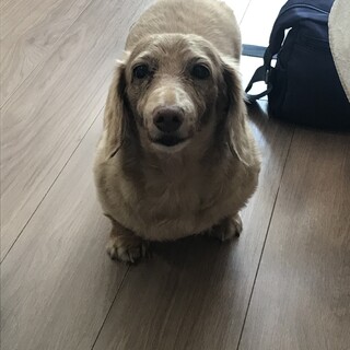 しろ:メス／プリン:オス ※2匹の里親募集