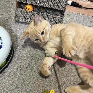 スリゴロ甘えん坊の男の子