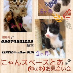 にゃんスペースとあ　ねこのお見合い会