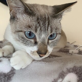 美猫のシャムミックスちゃん(^^)