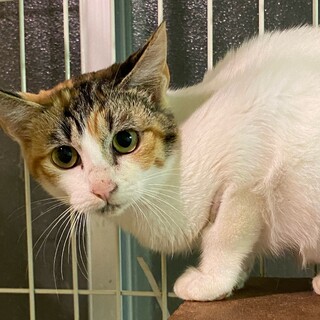 ボブテイルの三毛猫