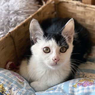 ★自己主張します★2か月★白鳥麗子