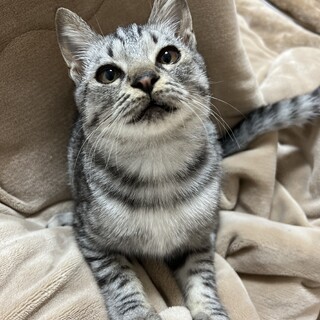 甘えん坊な男の子 推定4ヶ月 サバトラ