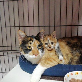三毛の親子☆最後のチャンス☆２匹一緒に