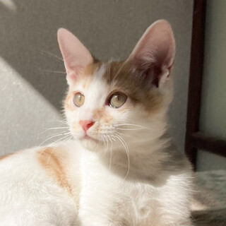 とっても甘えん坊おっとり男子❤️茶白マロン