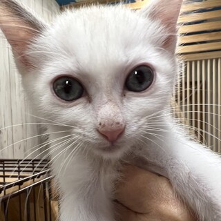 ふわふわの白い子猫　おもちちゃん