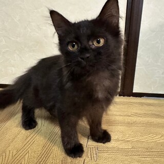 長毛の黒猫　ゴールデンアイのガトーちゃん