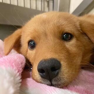 【相談中】かわいい子犬　ふねよちゃん　2ヶ月