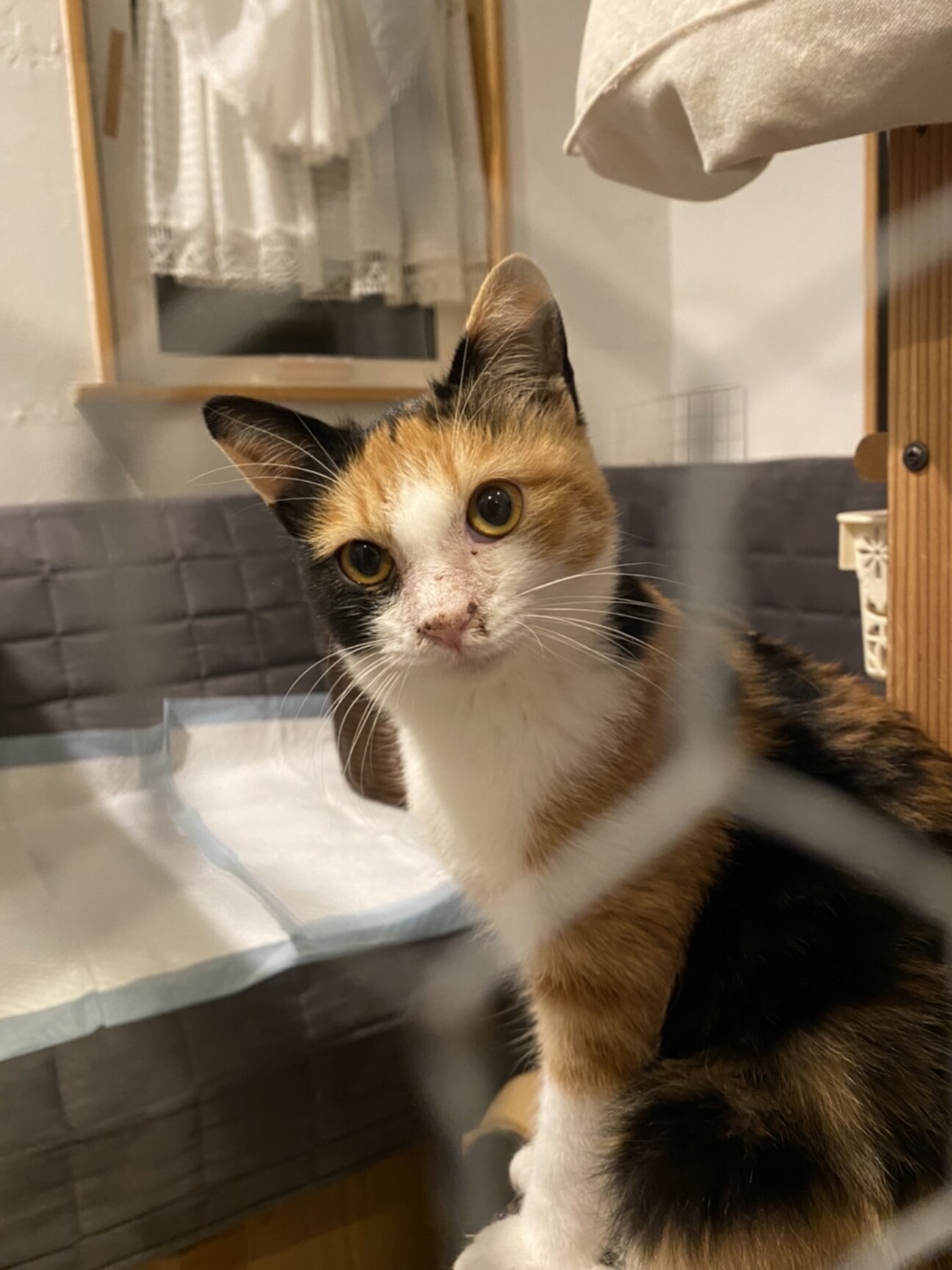 三毛猫 Woobia（ウービア）【じゃれる三毛猫（小）】 (幅8×奥行4×高さ