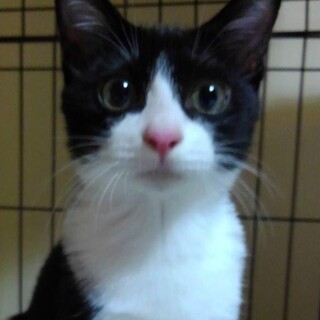 元気いっぱい★お鼻ピンクのももくん！