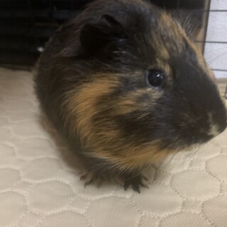 イングリッシュモルモットの里親を募集しています！