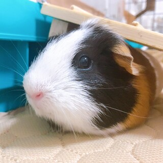 イングリッシュモルモットの里親を募集しています！