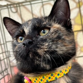 おっとりのスギちゃん